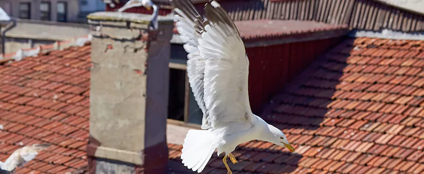 Residential Chimney Animal Removal Solution in Faribault, MN