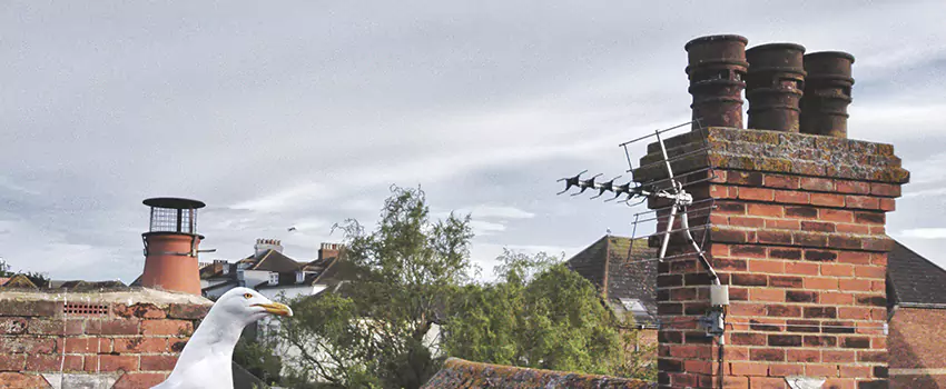 Chimney Cleaning And Restoration in Faribault, Minnesota